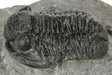 Detailed Gerastos Trilobite Fossil - Morocco #226612-1